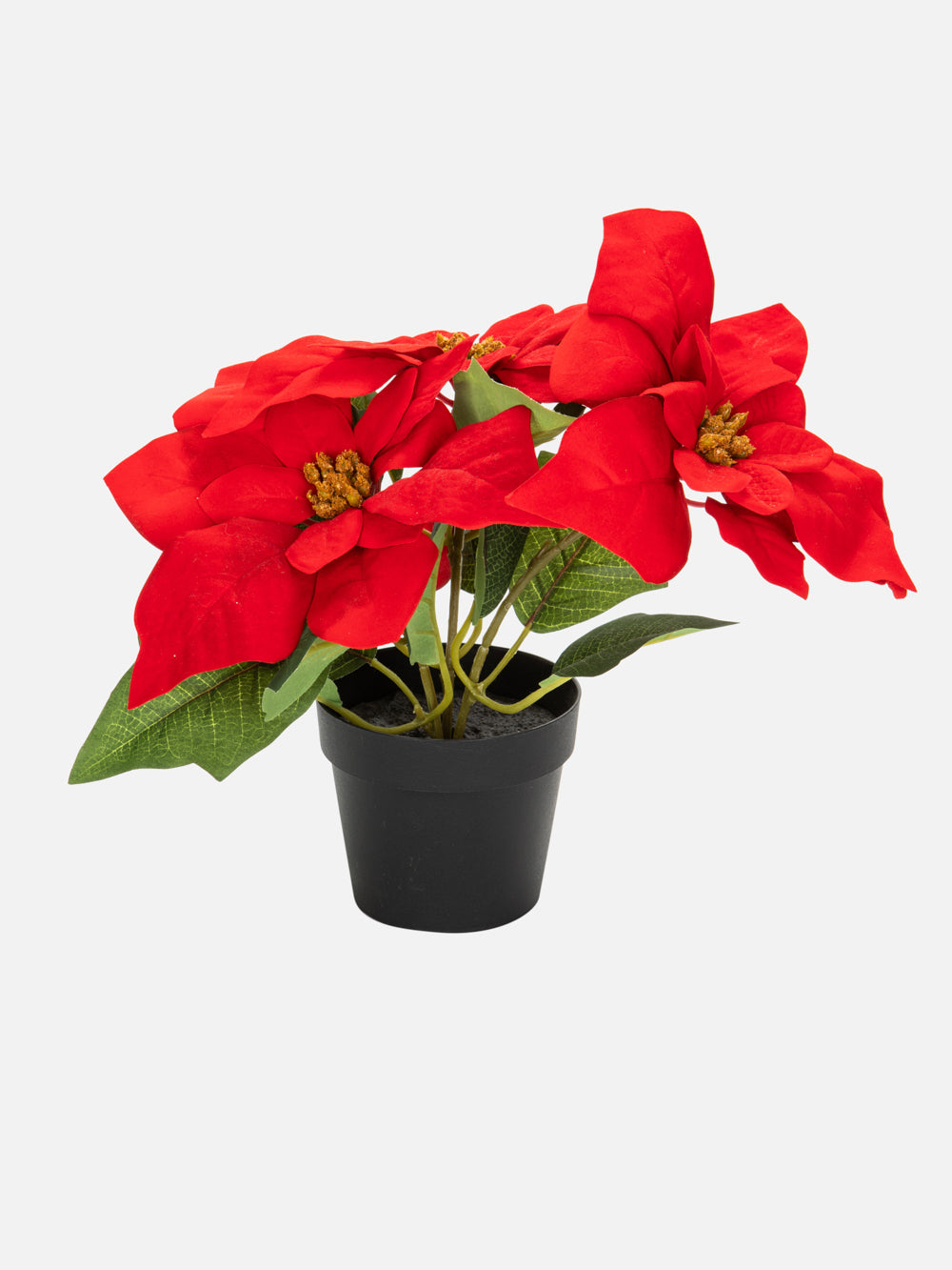 Festive Poinsettia Plant