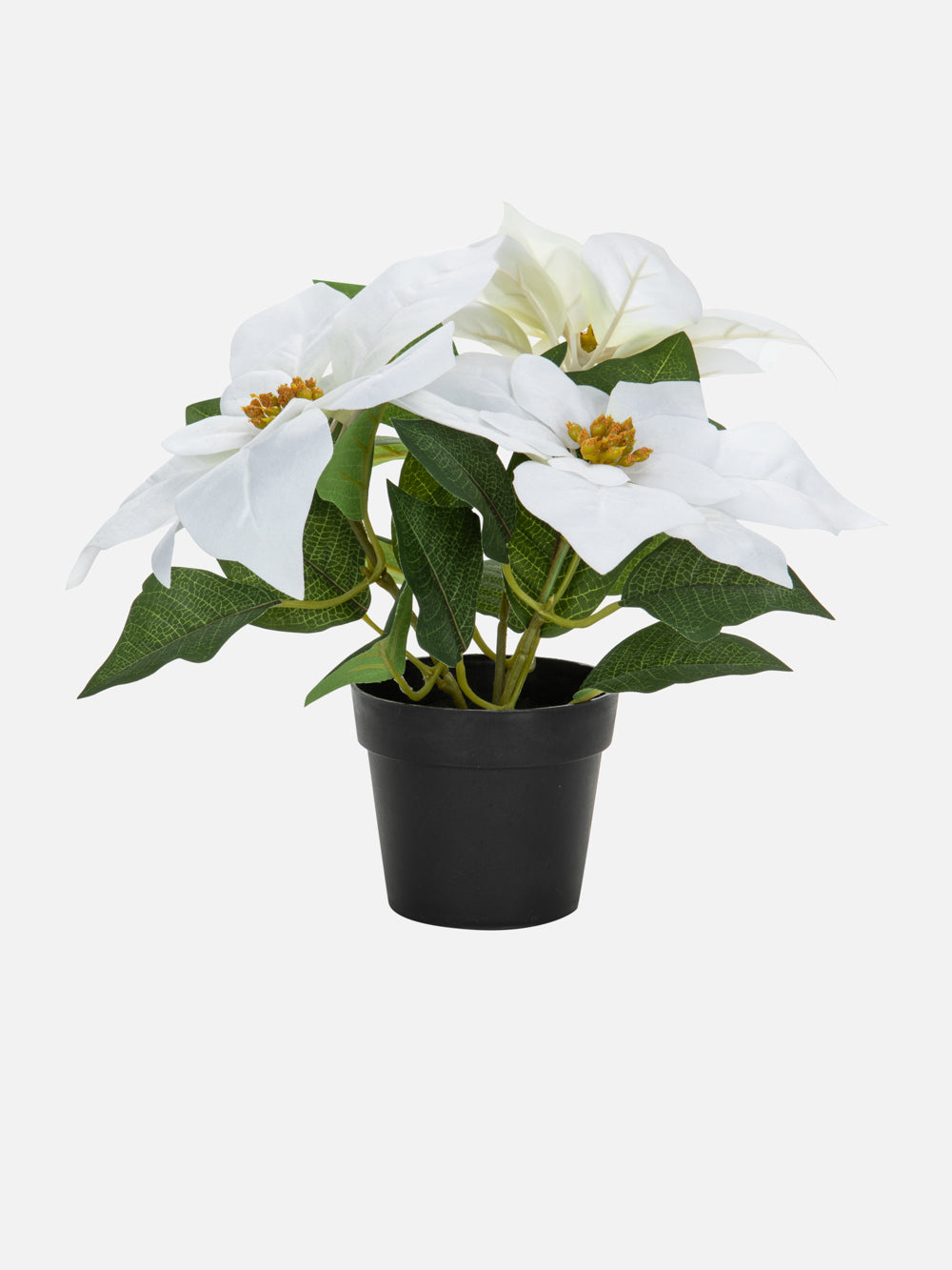 Snowy White Poinsettia Plant