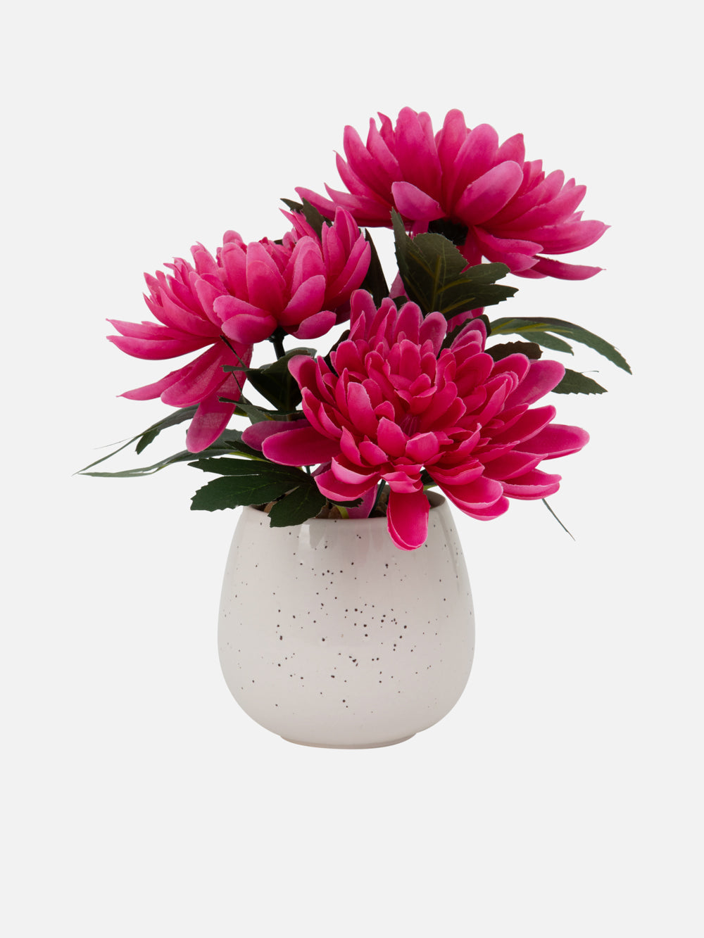 PLANT IN POT HILA 8.7in
