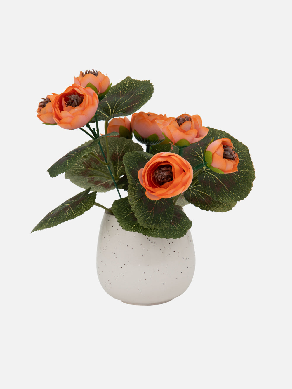 PLANT IN POT HADAS 8.7in