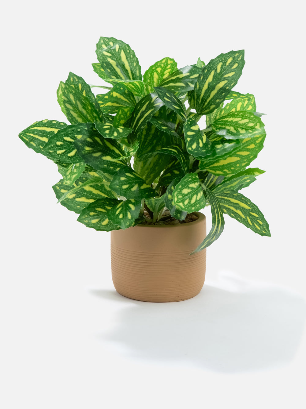 PLANT IN POT ROY 9in