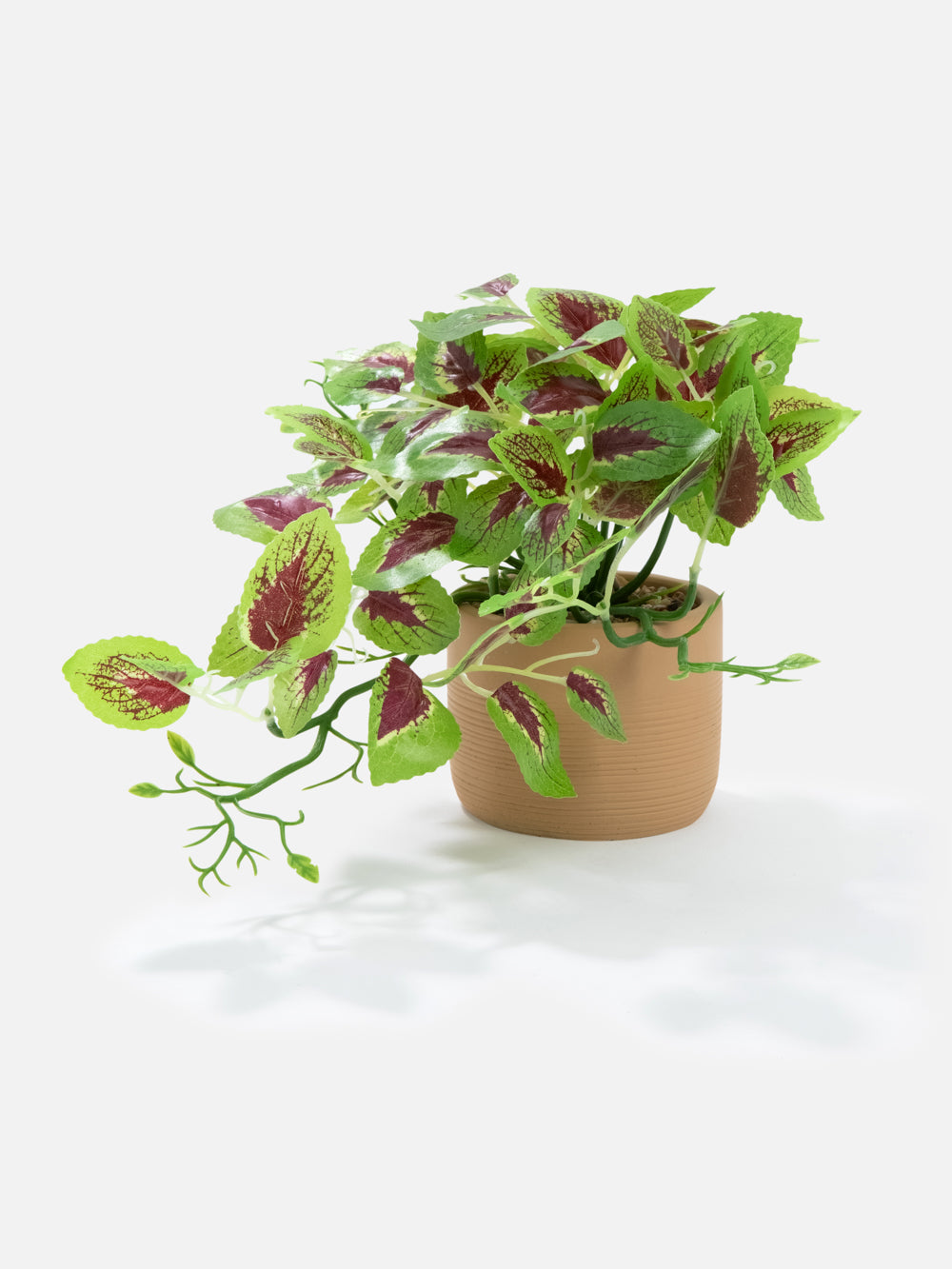 PLANT IN POT LEO 8.7in
