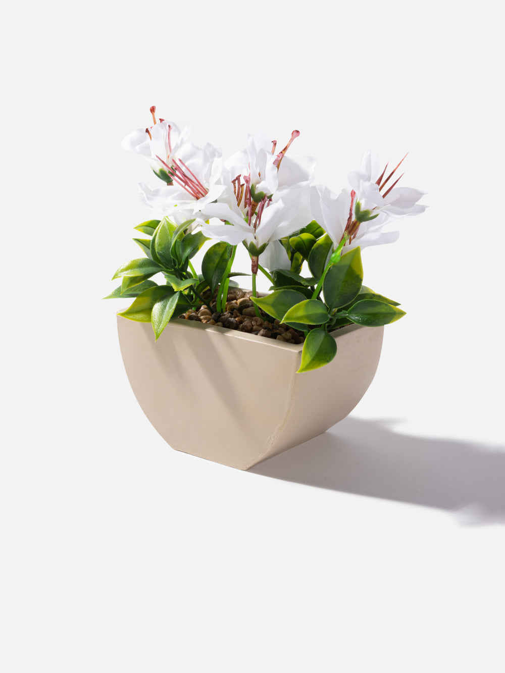 Joan Accent Plant 4.7*6.7in